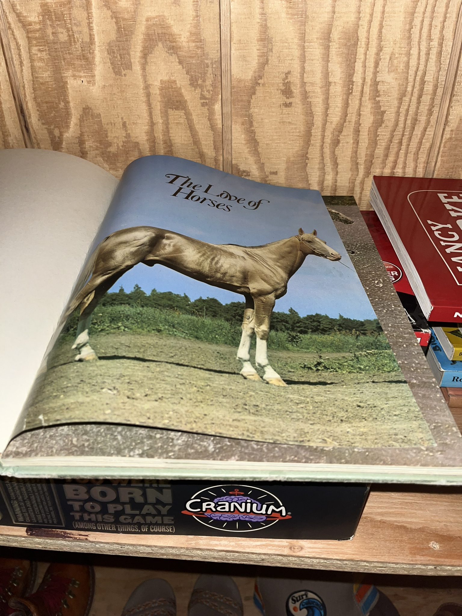 the love of horses