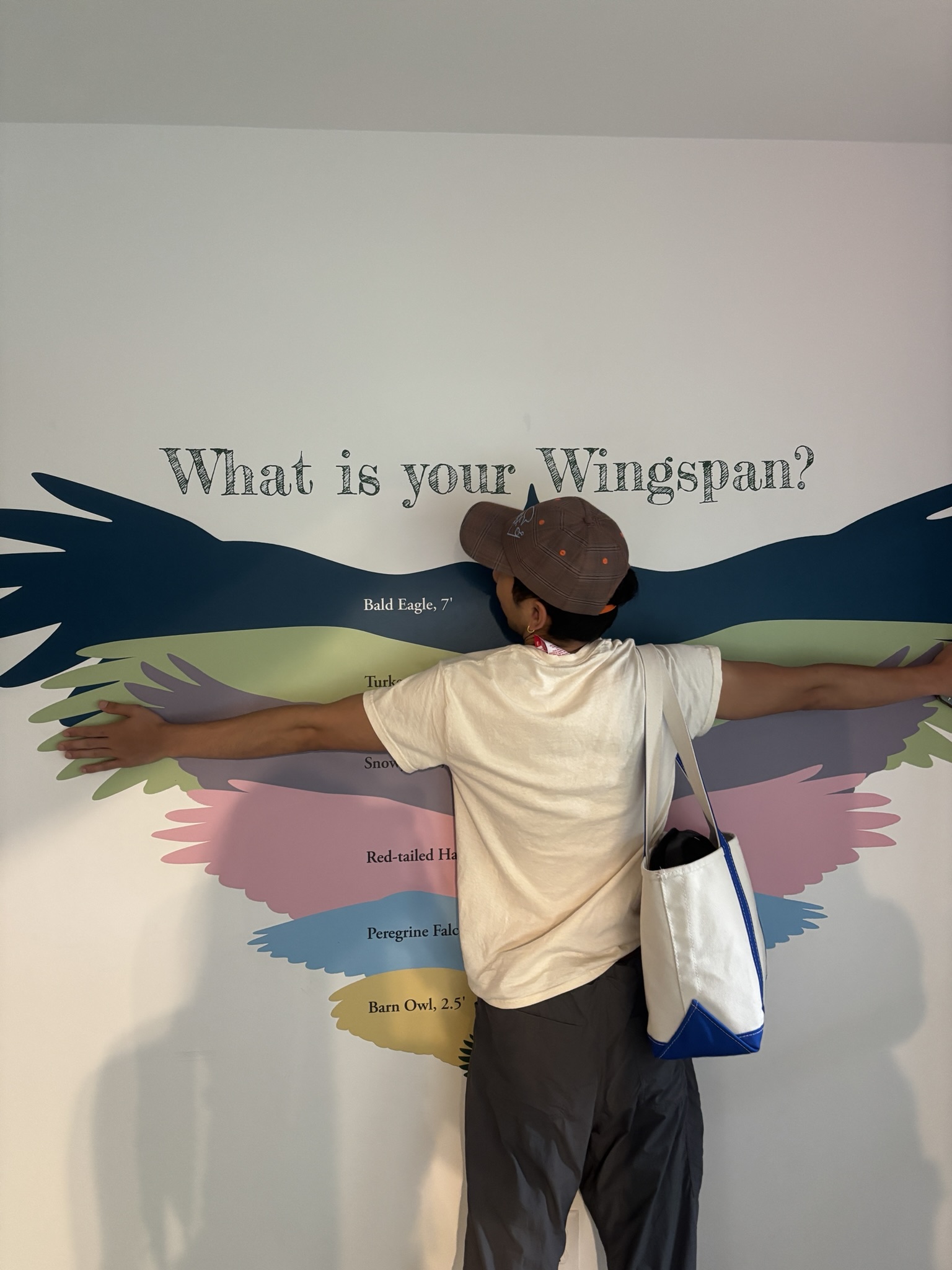 wingspan