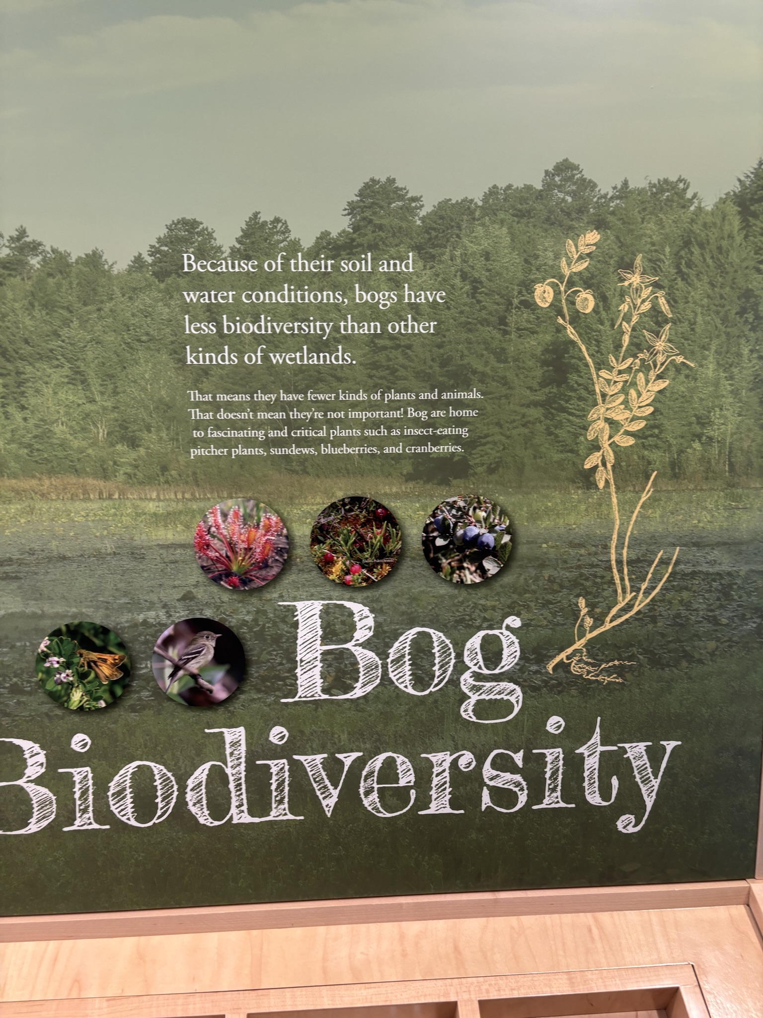 bog