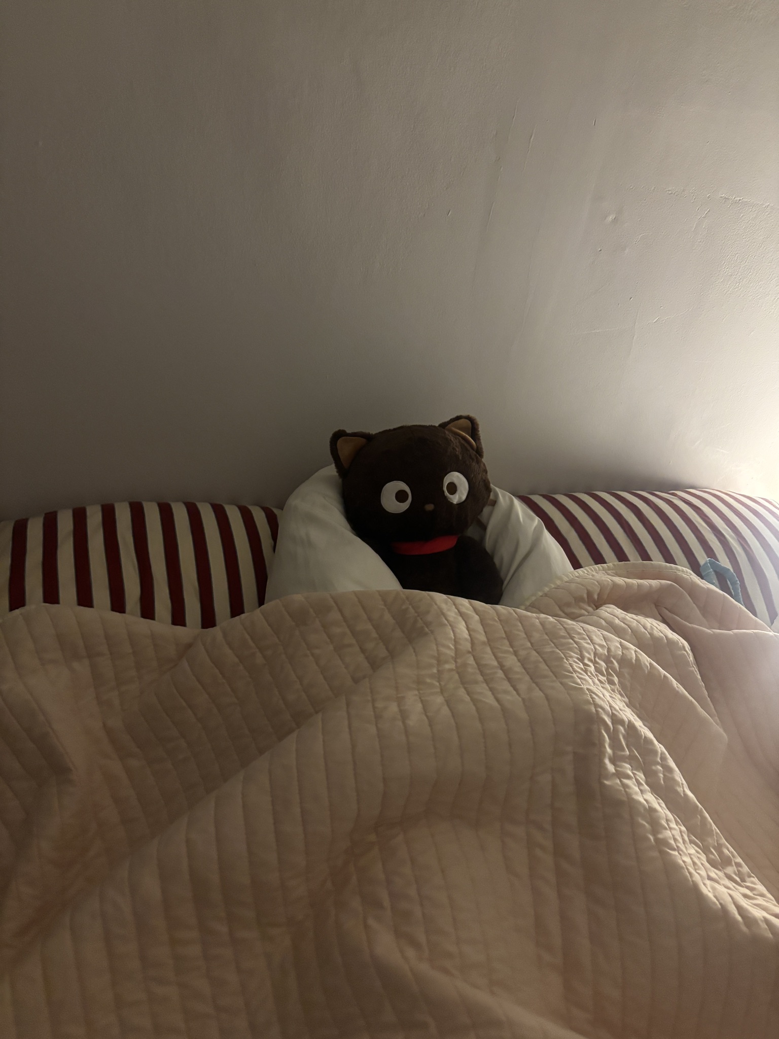 chococat