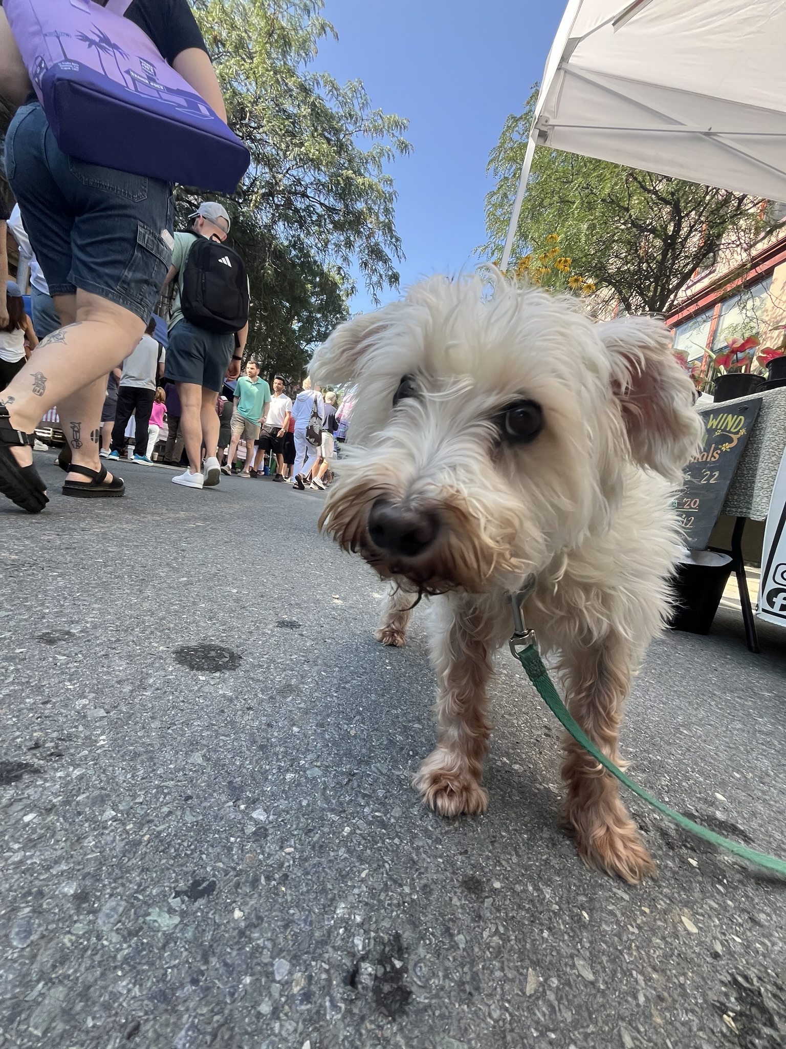 as captured by maddy at troy farmers market