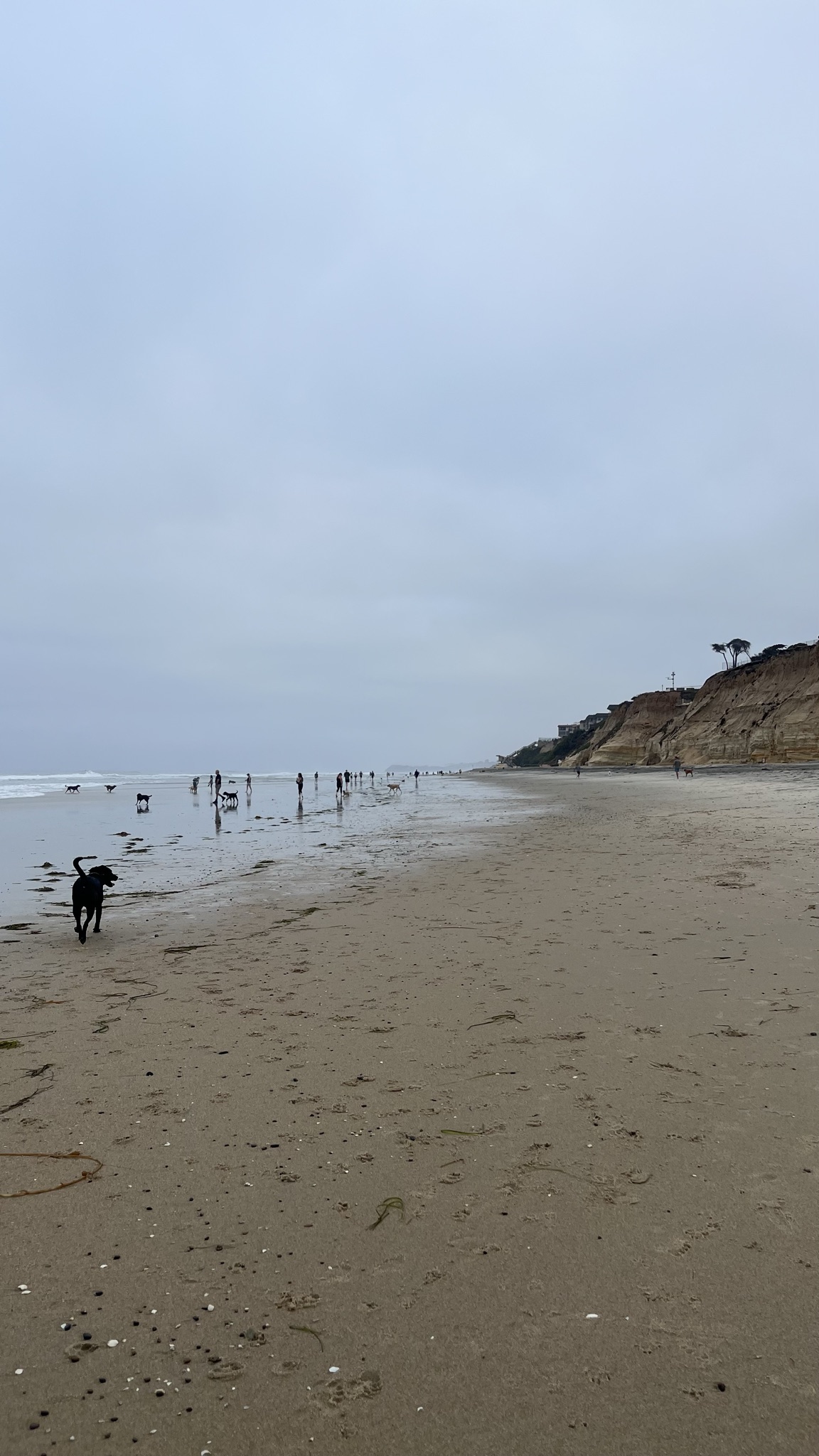 this time with dogs