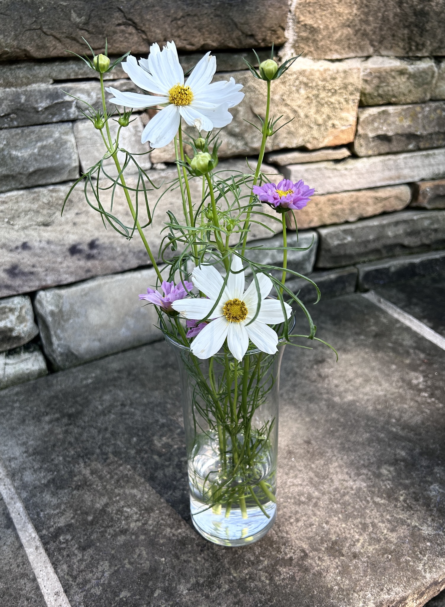 cosmos