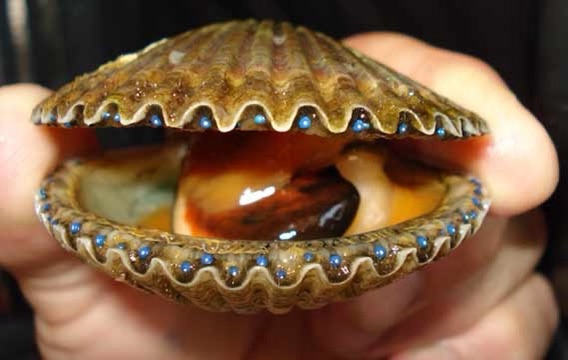 CLAMANTHA