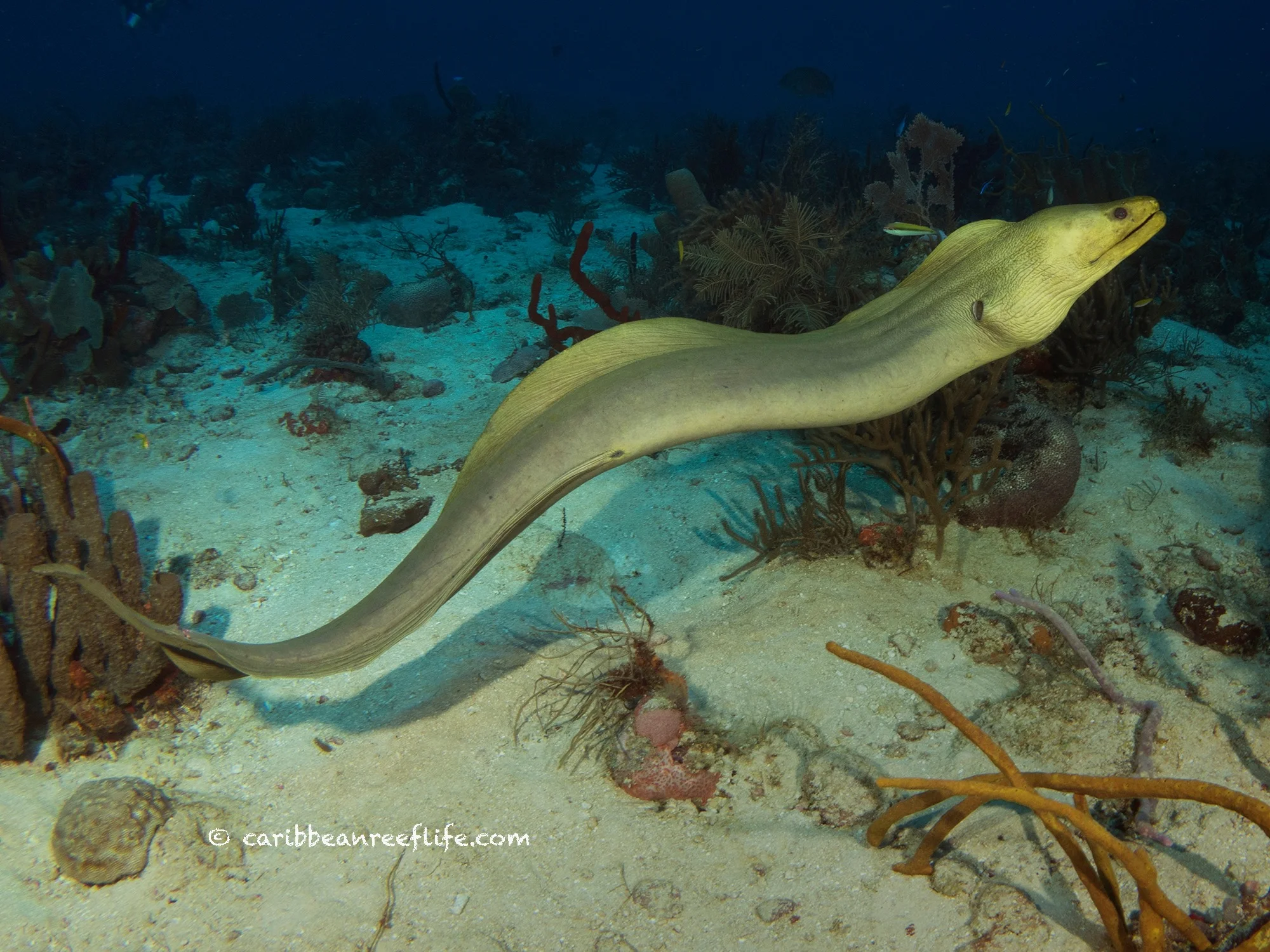 eel dimensions