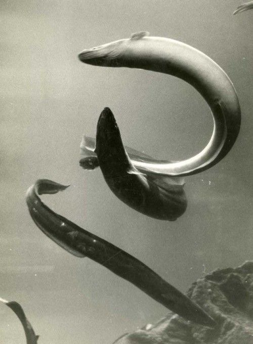 eel dimensions