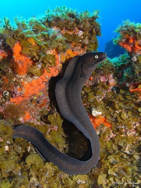 eel dimensions