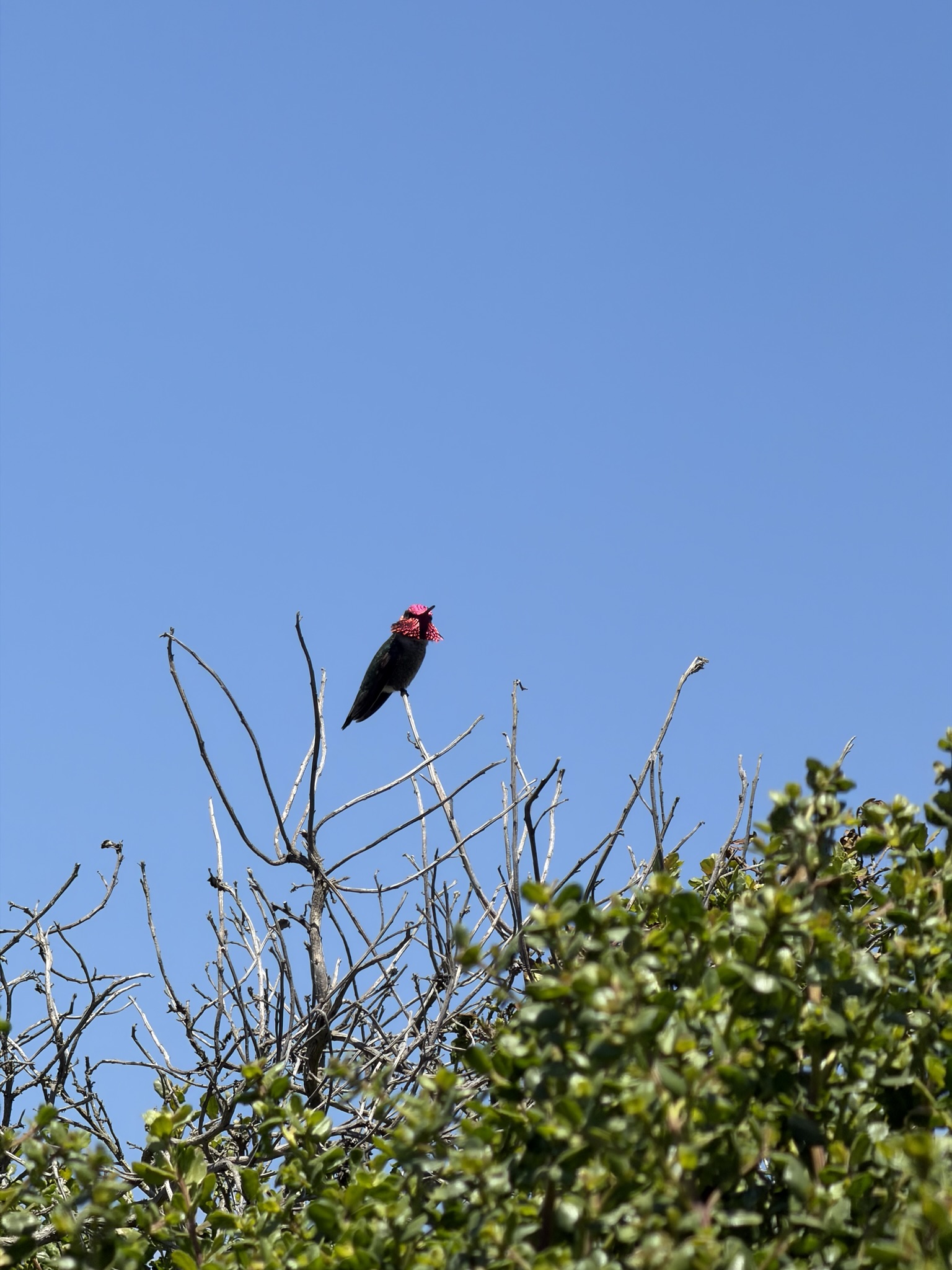 anna’s hummingbird