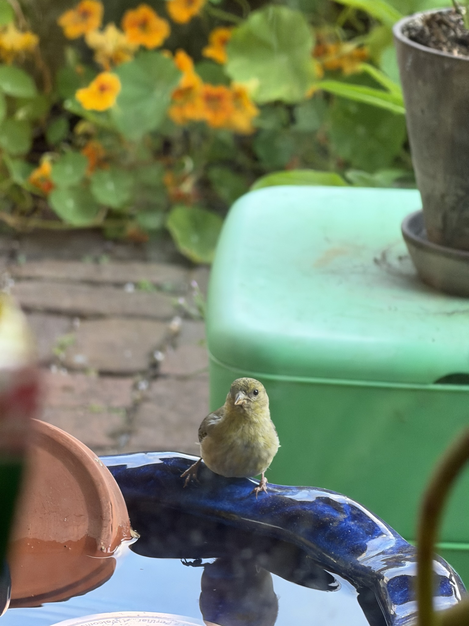 l goldfinch