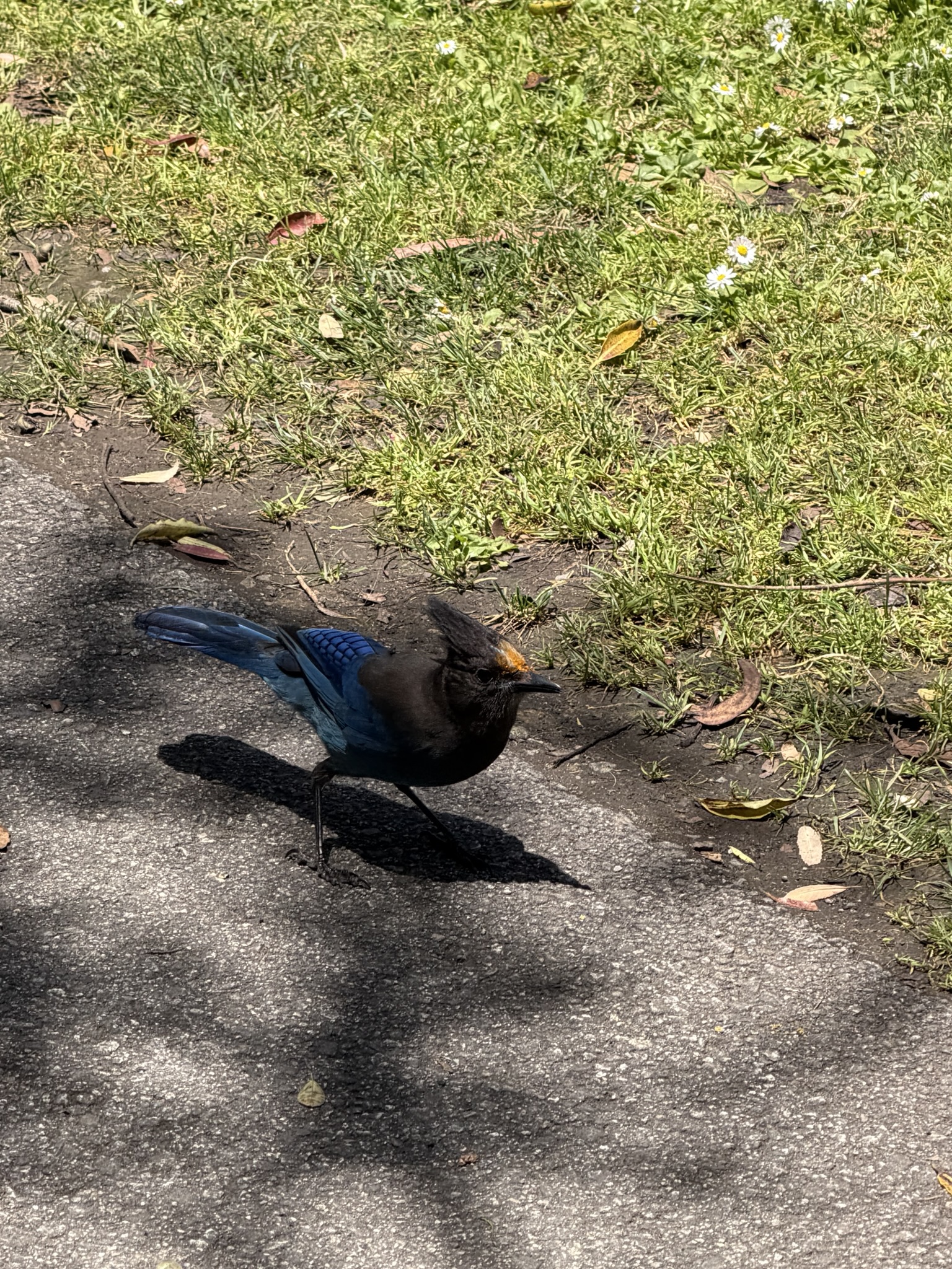 stellar’s jay