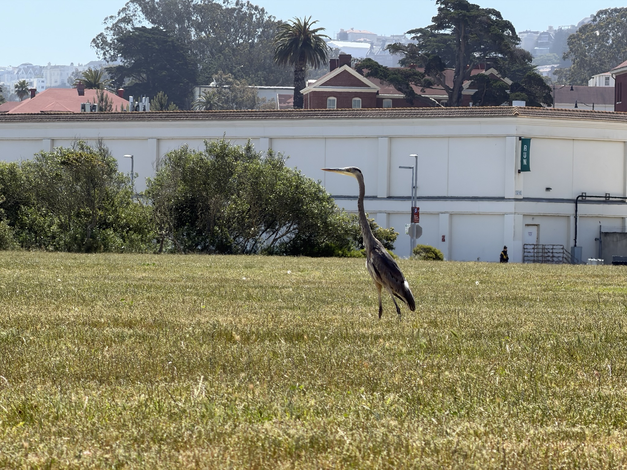 g blue heron