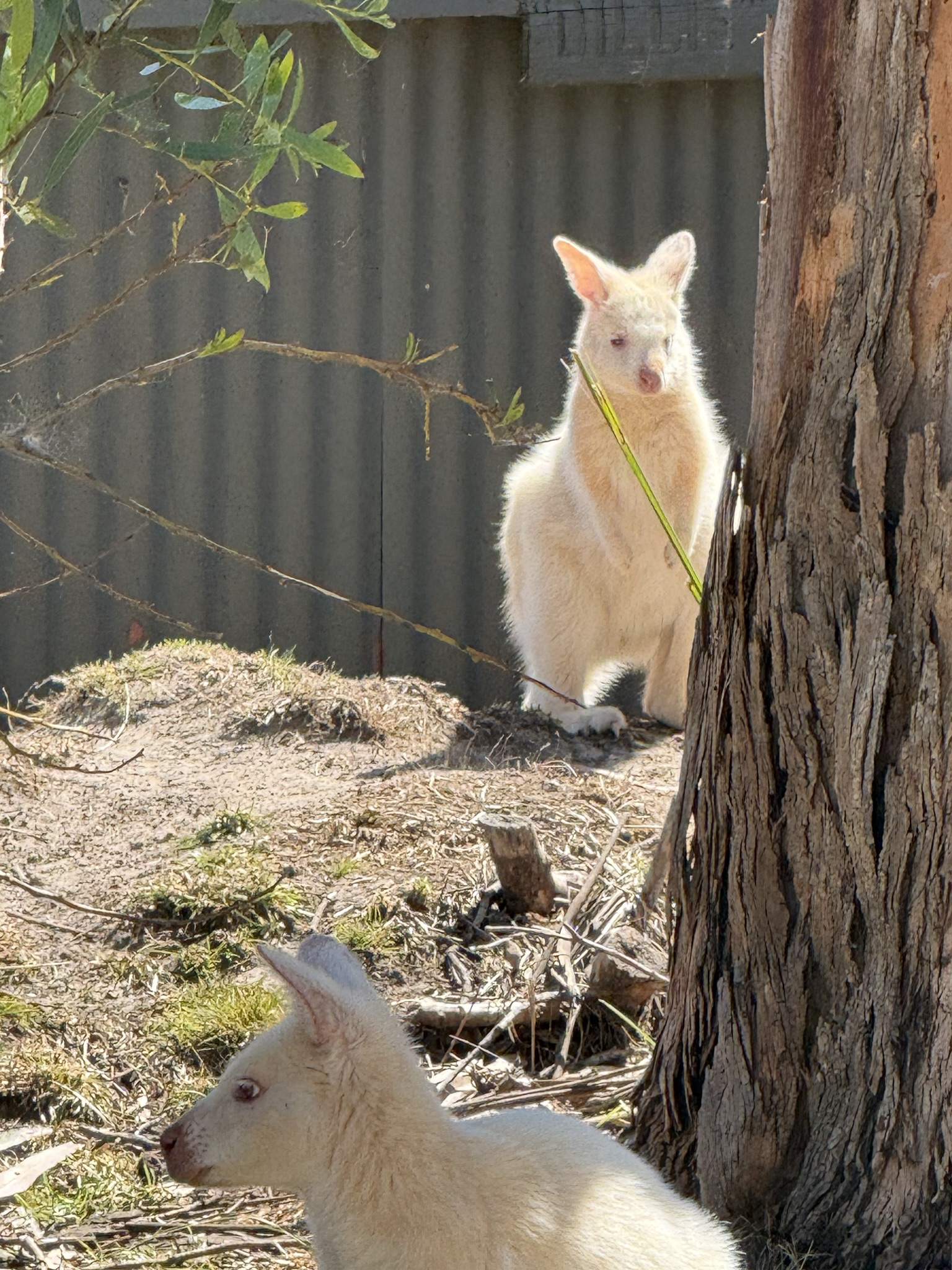 Tasmania