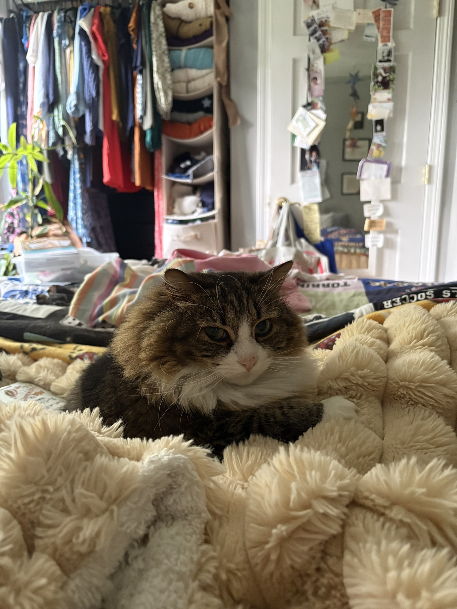 kitty 1