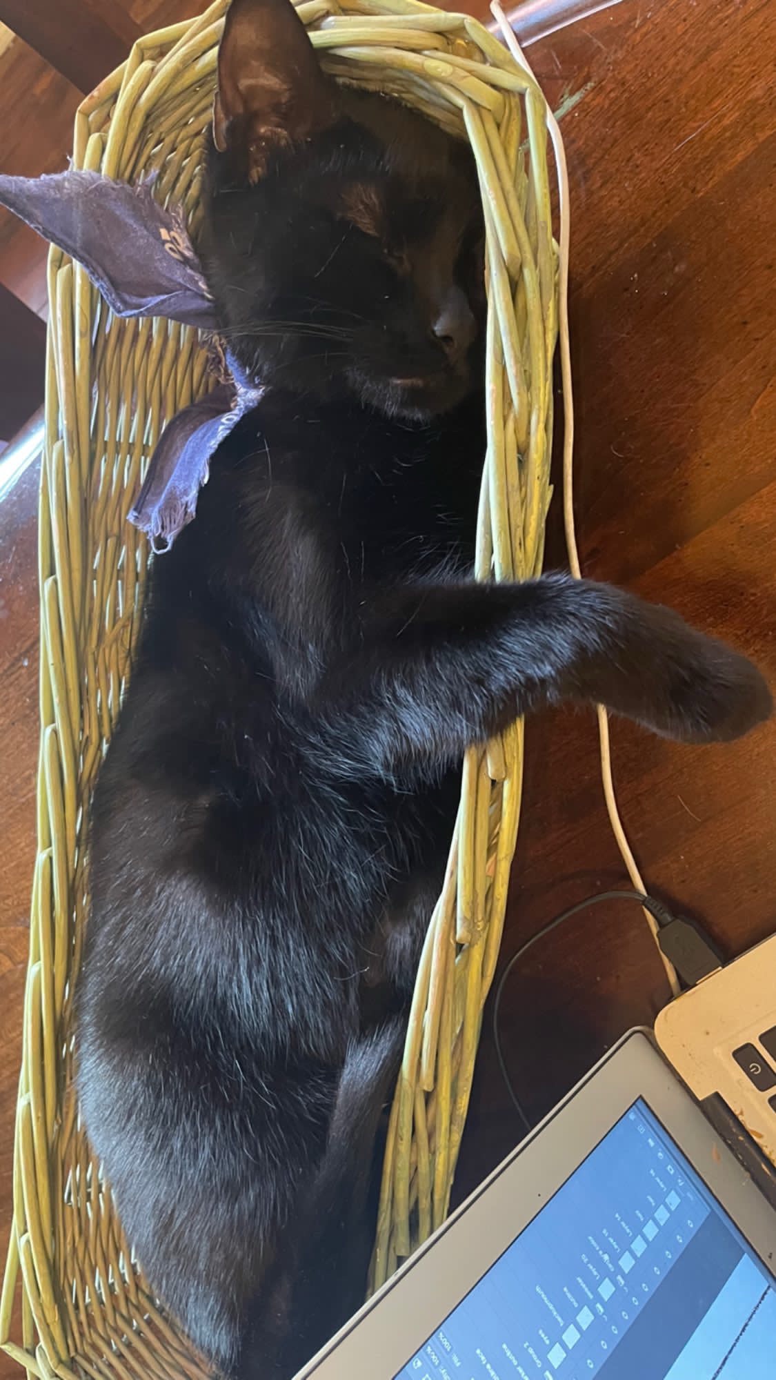 sleepy bb