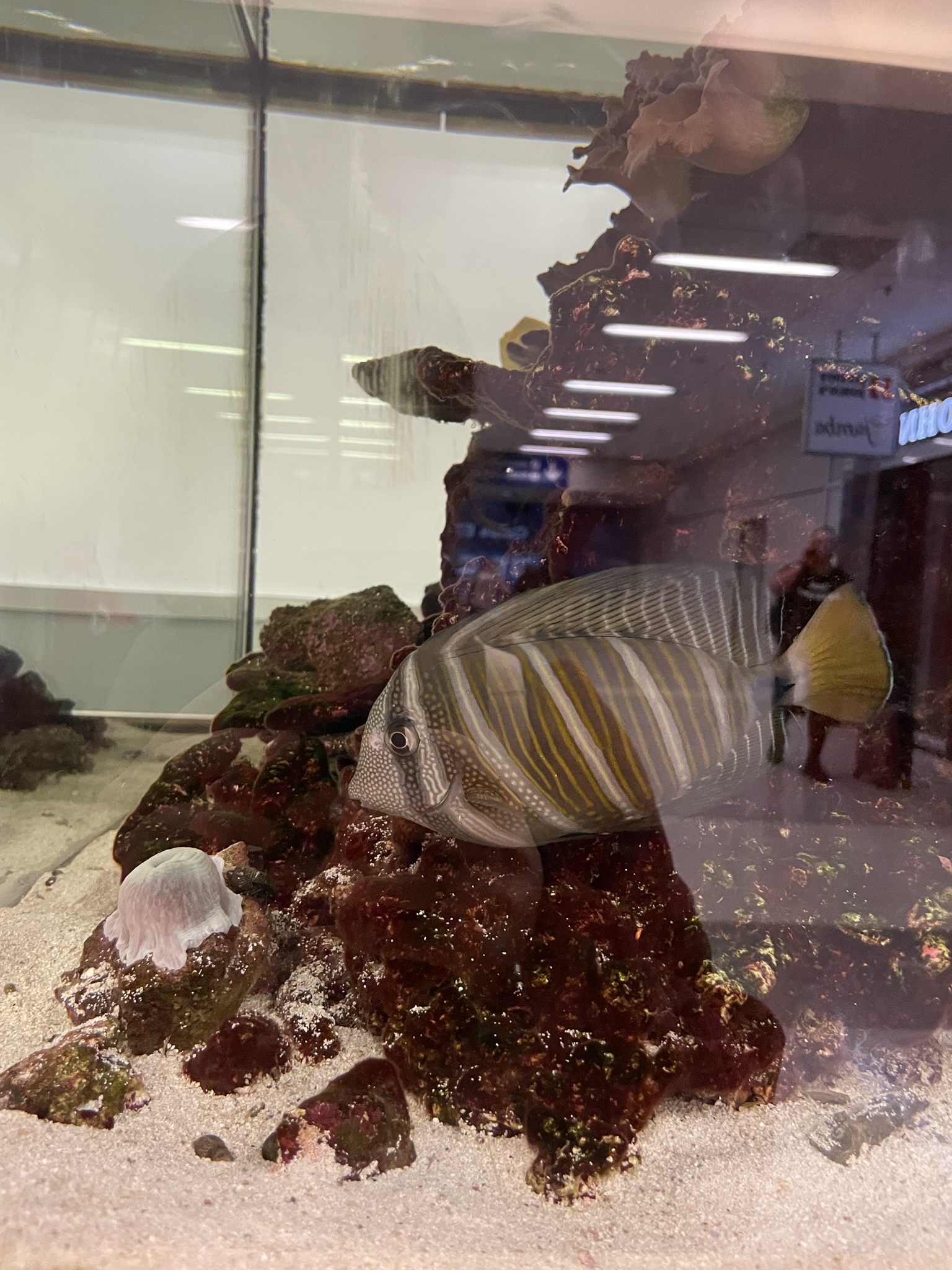 fish in dallas airport (layover activity)