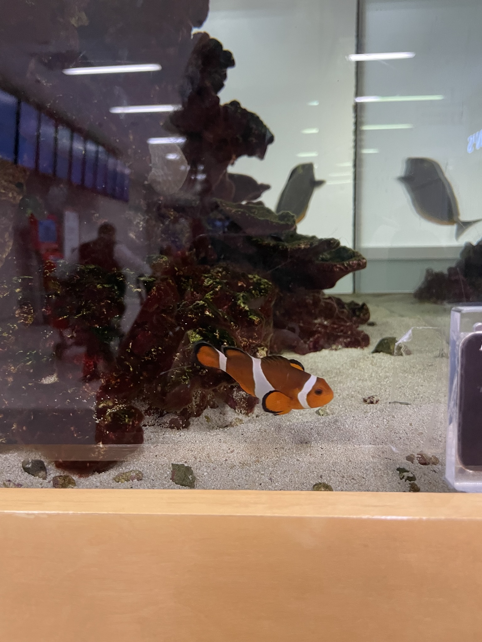 fish in dallas airport (layover activity)