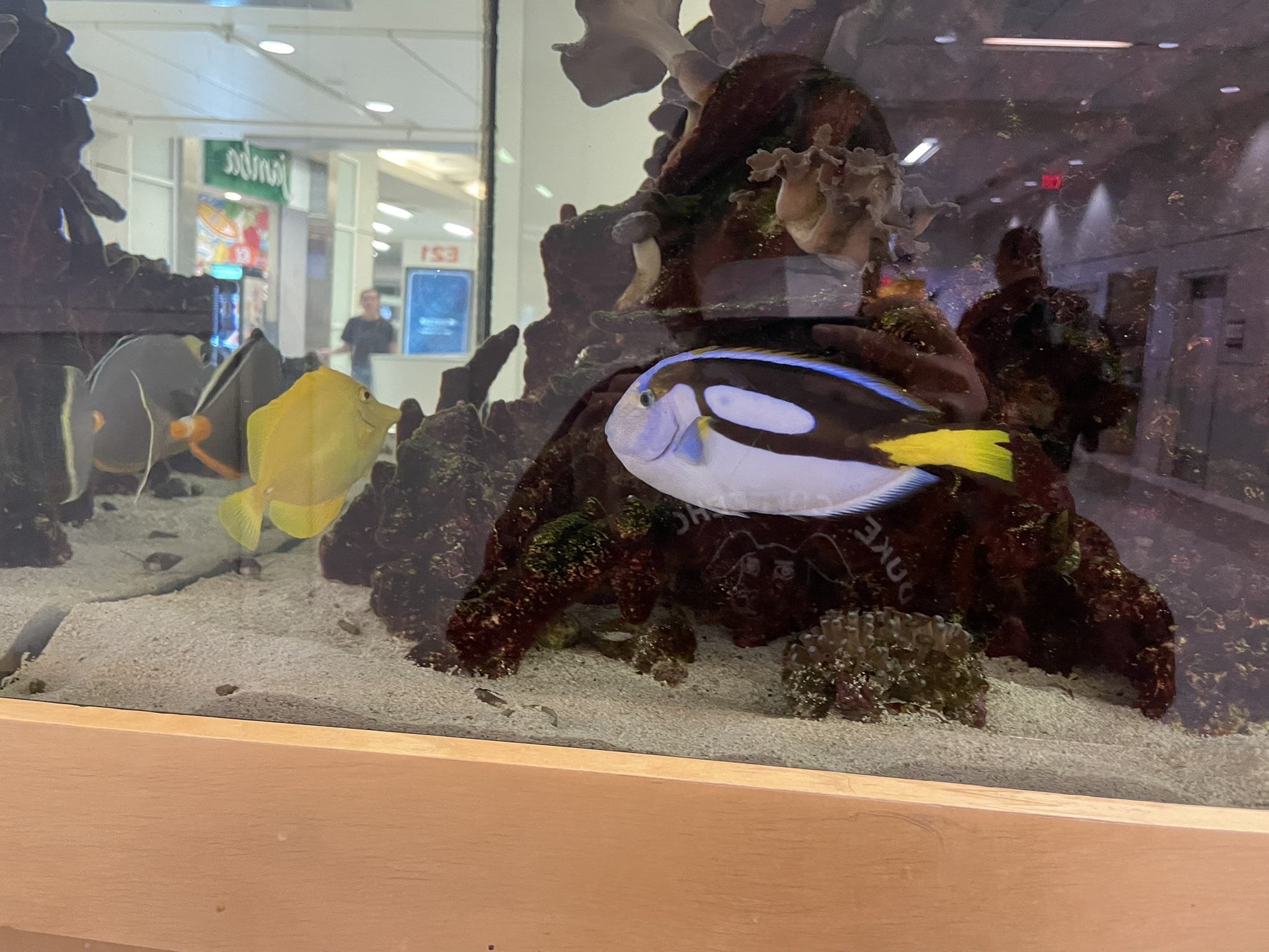 fish in dallas airport (layover activity)