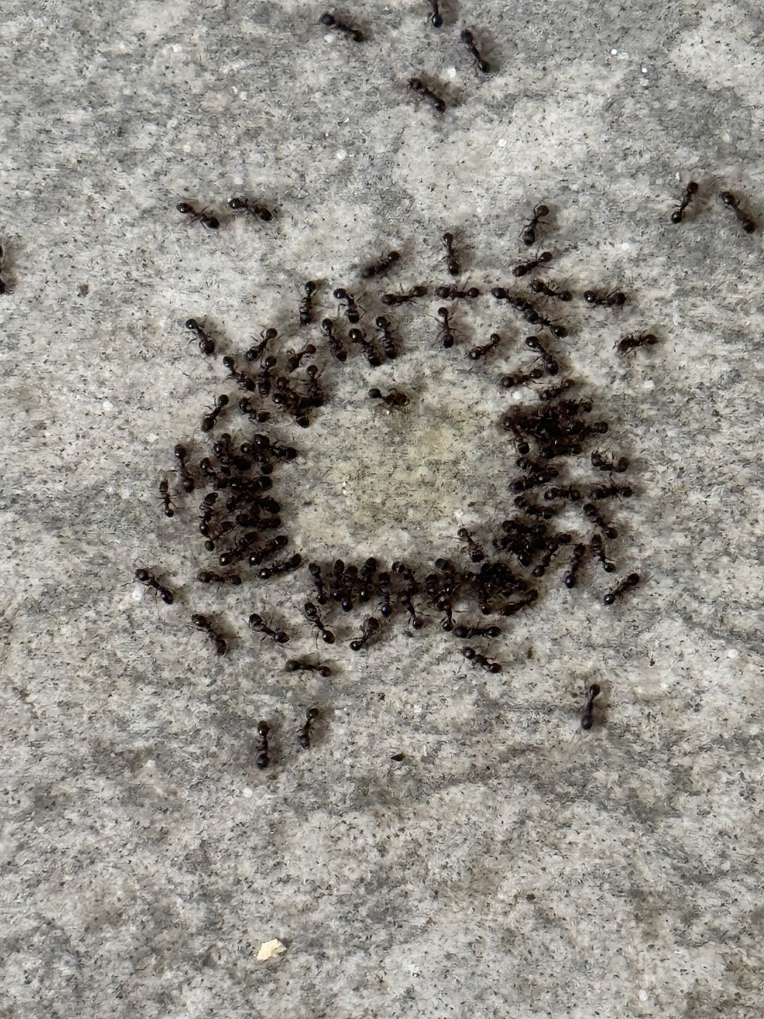 the ants are up to something here…