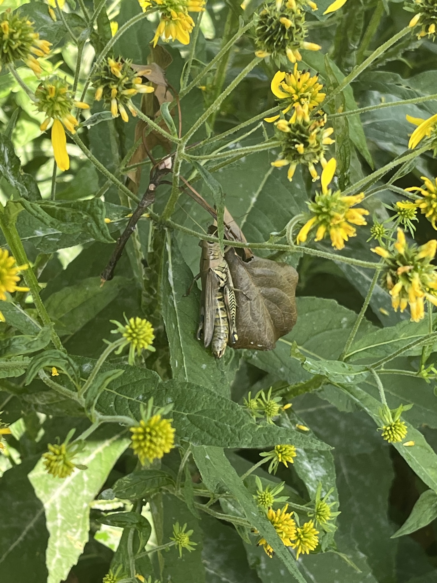 gorgeous grasshopper