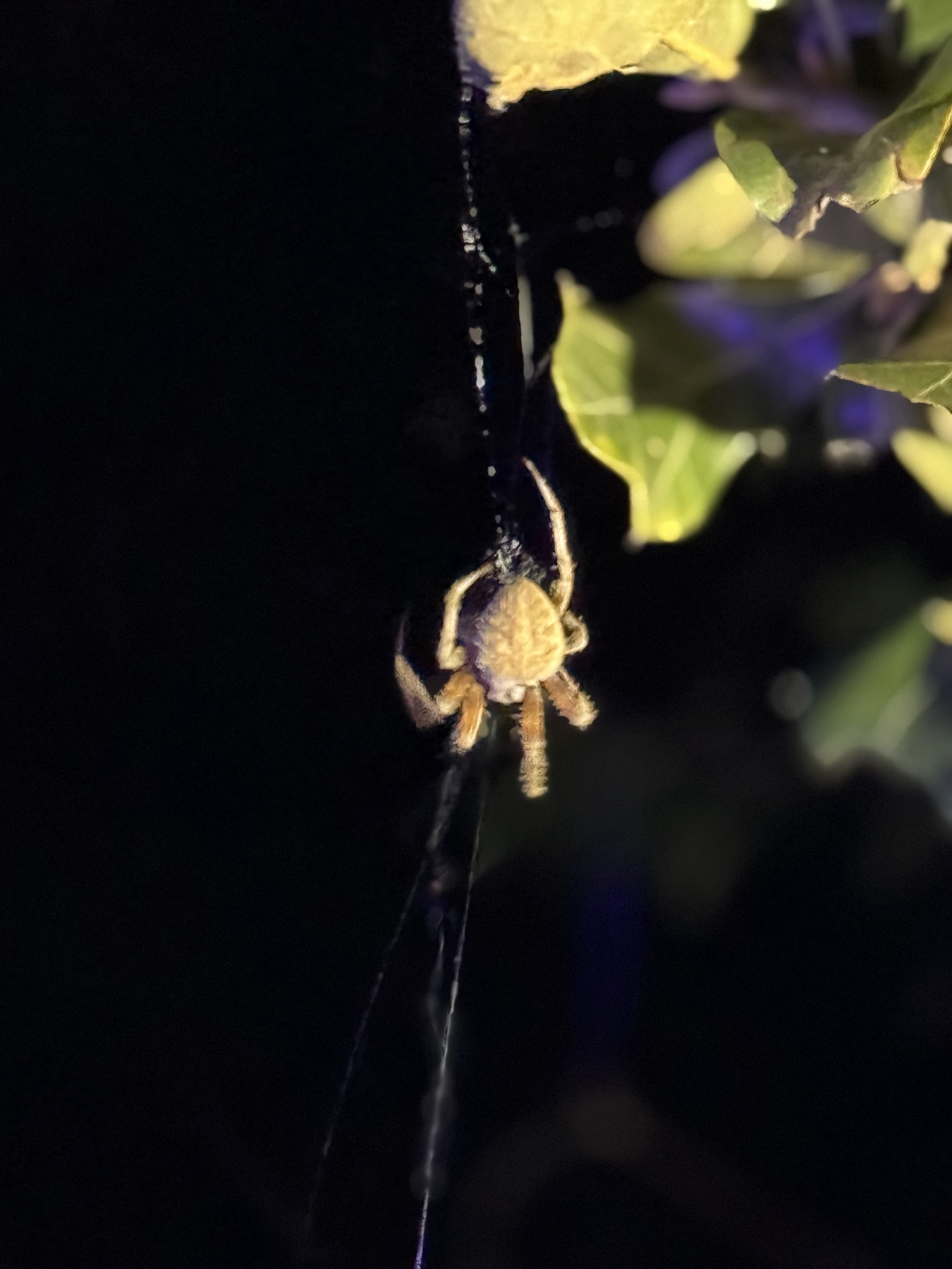 orbweaver at night.