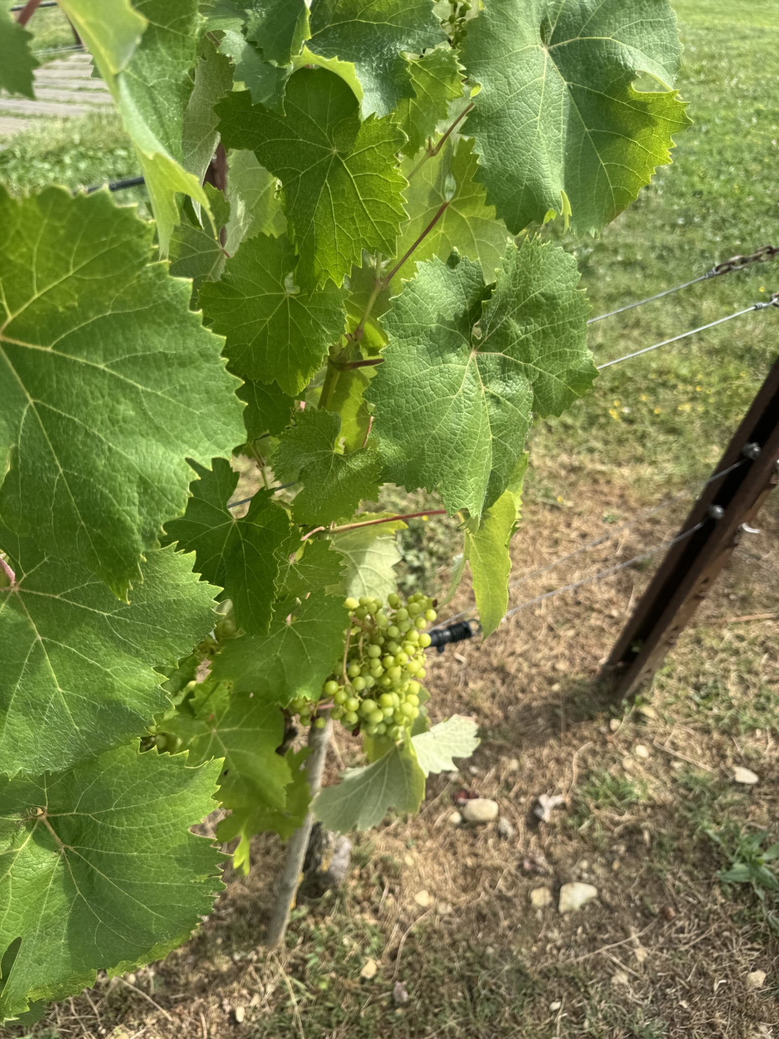 wine grapes of tuscany