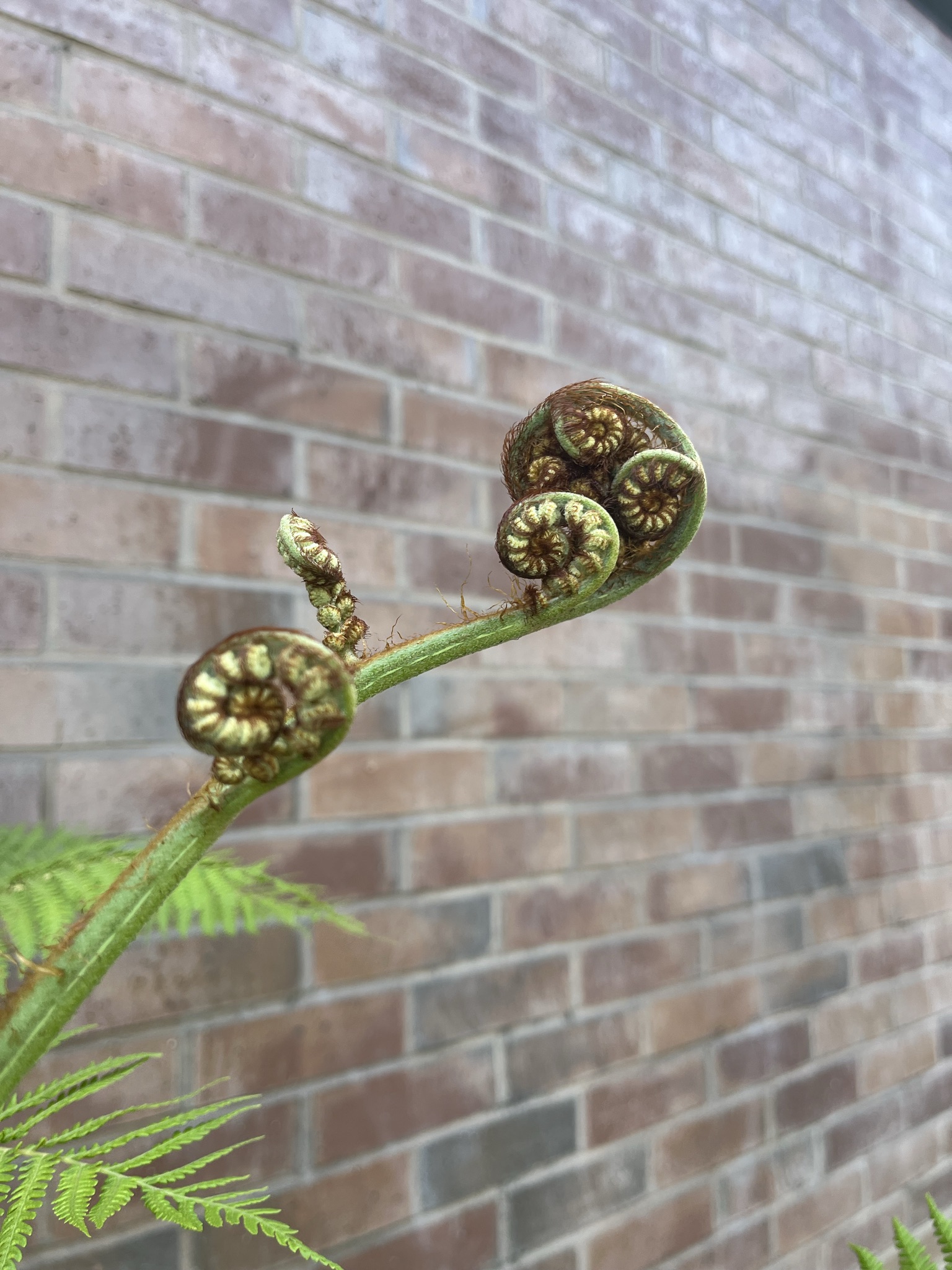 ferns