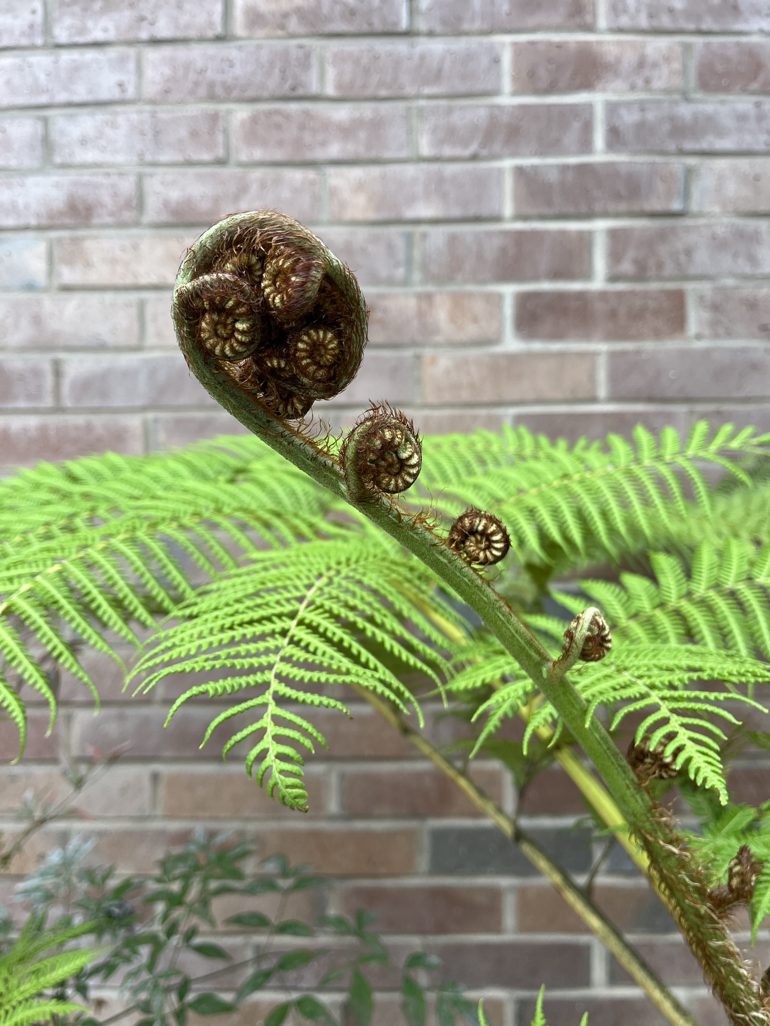 ferns