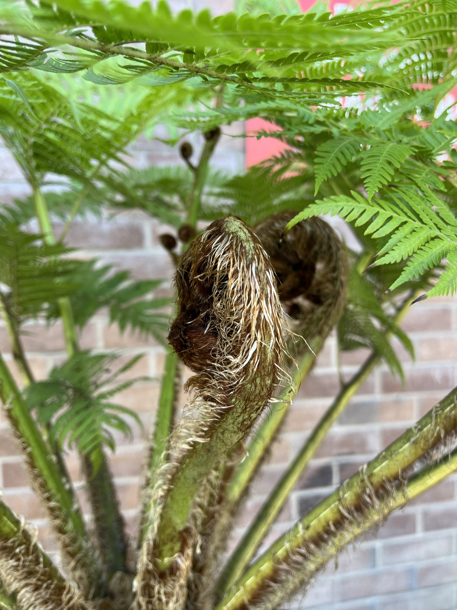 ferns