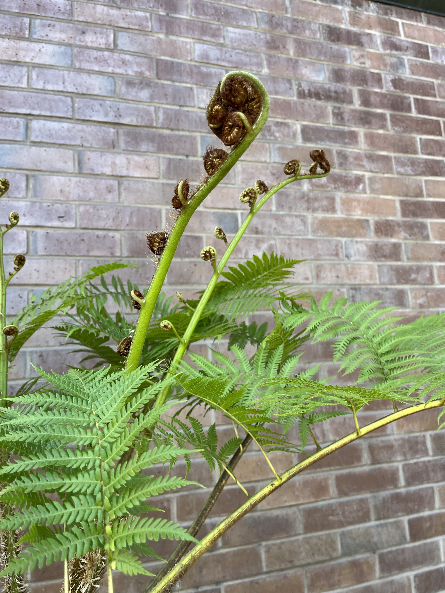 ferns