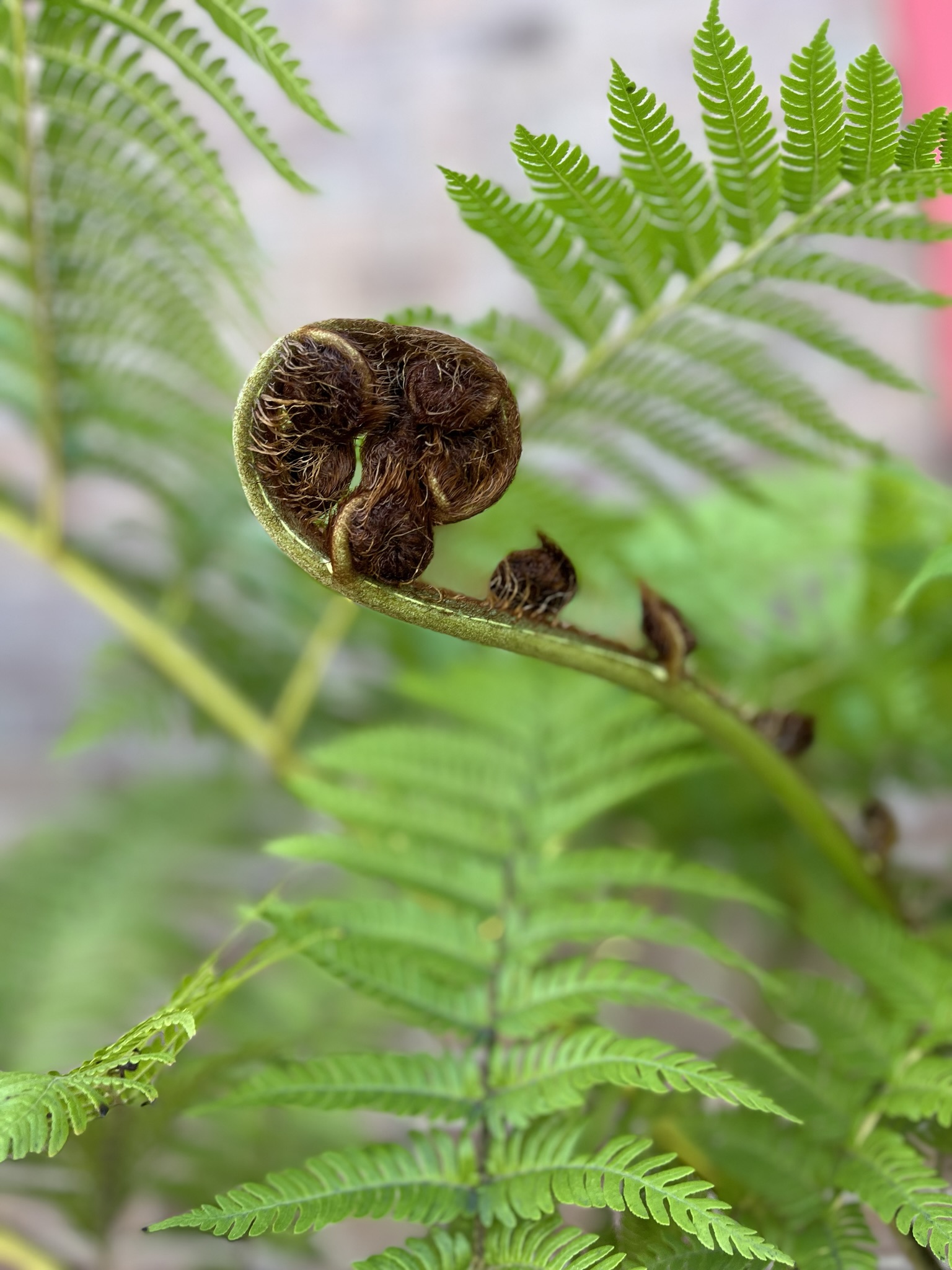 ferns
