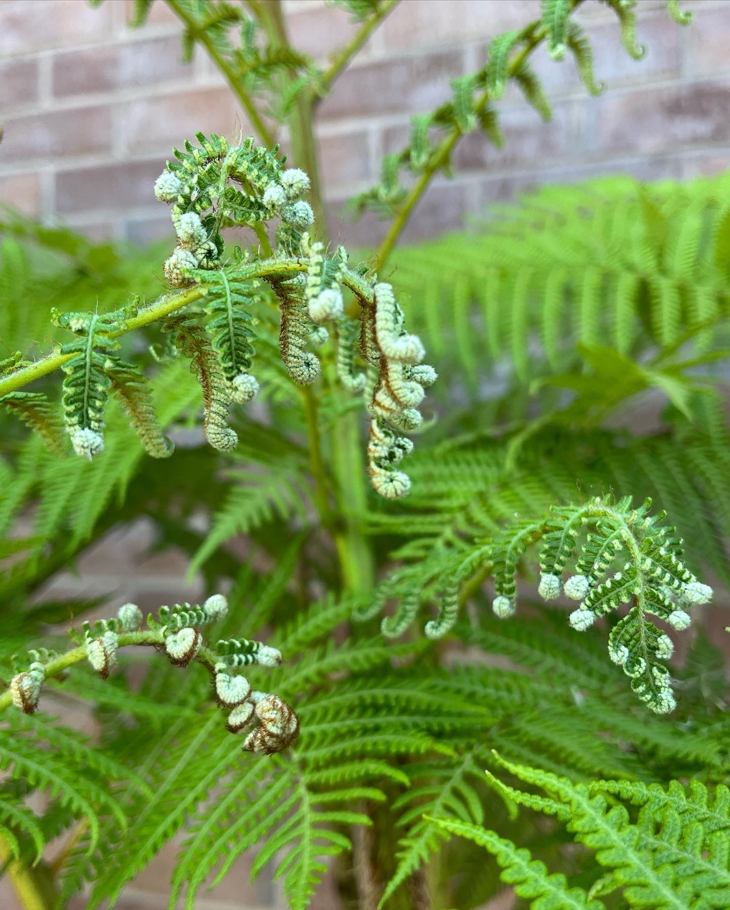 ferns